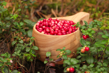 Many ripe lingonberries in wooden cup outdoors, closeup
