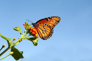 Beautiful orange Monarch butterfly on plant outdoors