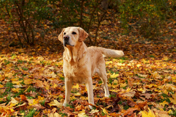 Cute Labrador Retriever dog on fallen leaves in sunny autumn park