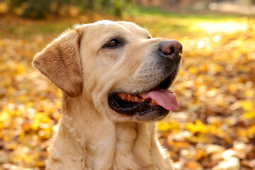 Cute Labrador Retriever dog in sunny autumn park, closeup