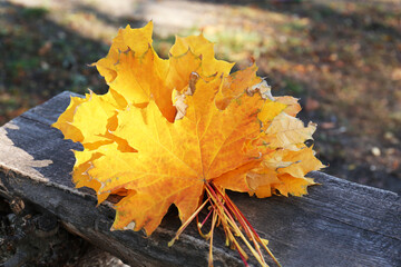 Naklejka na ściany i meble Beautiful dry leaves on wooden bench outdoors. Autumn season
