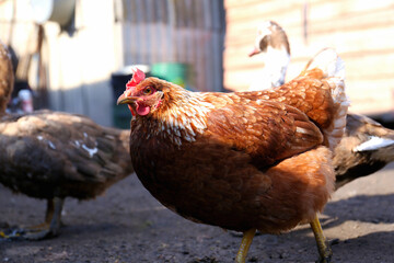 Beautiful brown hen and ducks in farmyard on sunny day. Rural life