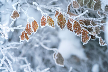 Close up of leves covered with hoar frost, winter background with copy space © rangizzz