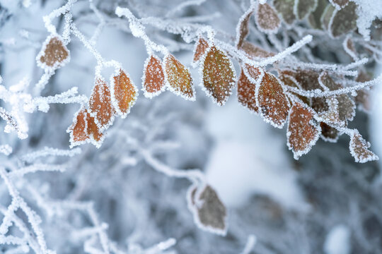 Close up of leves covered with hoar frost, winter background with copy space