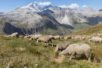 Fototapeta na wymiar Le pastoralisme dans les Alpes en France avec un troupeau de moutons sur les hauteurs de Tignes en Haute Tarentaise en été