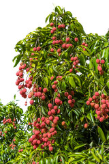 Arbre litchis sur fond blanc 