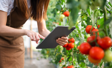 Agriculture uses production control tablets to monitor quality vegetables and tomato at greenhouse....