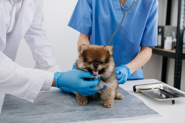 Vet listening Pomeranian dog with stetoscope in veterinary clinic..