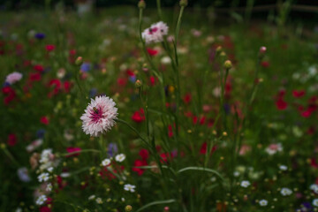 flowers in the field