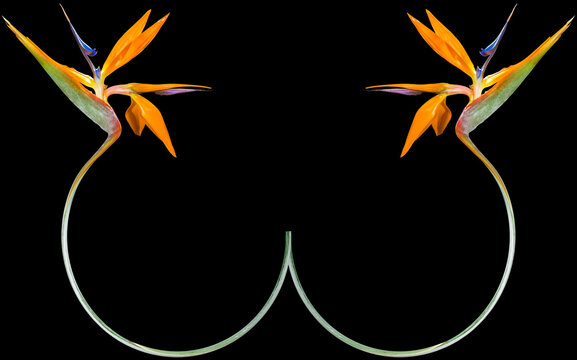 Strelitzia Oiseau de Paradis plante XL