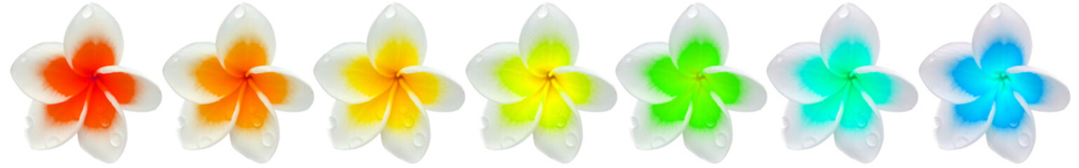 Fleurs de frangipaniers, fond blanc 