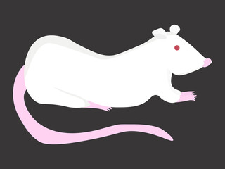 White lab rat, cute pet rodent