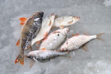 Winter fishing for perch and roach on the river.