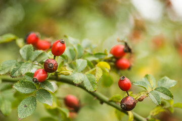 Rosa canina. Photo of shrubs of rosehip in the wild on a sunny autumn.