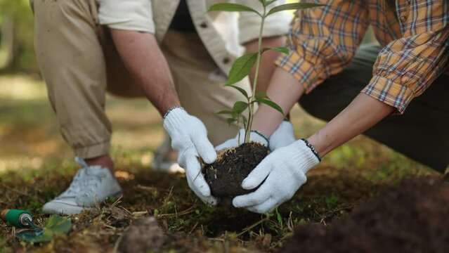 Concept of eco earth day,sustainability,Saving environment,save clean planet,climate change and Love Nature.Couple hand planting young tree on black soil together as save world concept.World Earth Day