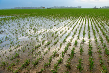 Champ de blé inondé suite à de fortes pluies en automne. Flaques d'eau. Temps nuageux