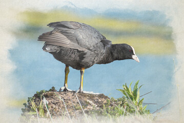 A digital watercolor painting of a single Coot standing on a rock.