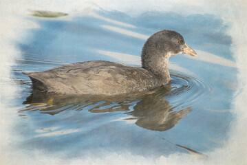 Digital watercolor painting of a single juvenile Coot.