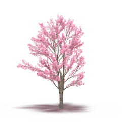 Obraz premium large tree with a shadow under it, isolated on a transparent background, 3D illustration, cg render 