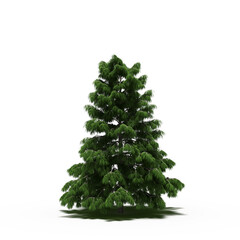 large tree with a shadow under it, isolated on a transparent background, 3D illustration, cg render
