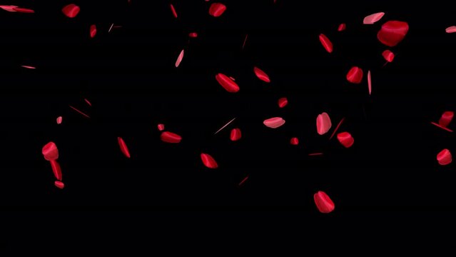Rose Petal Falling Loop Animation Video on Alpha Background