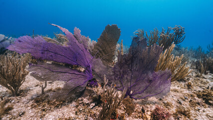 massive purple fun coral in the mexican reef corals