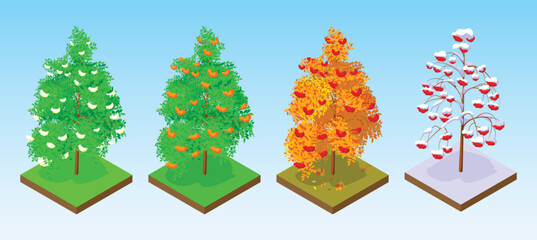 Tree icon. Public park, forest and garden vector icon. Nature map element for summer park illustration. Decorative tree. Rowan in different seasons. Spring Summer Autumn Winter. Isolated isometric set