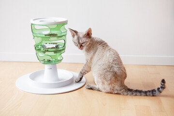 Close-up of playful active cat using entertaining, mental challenge game for felines. Can be used for daily feeding with dry food and snacks. Slow feeder toy. 