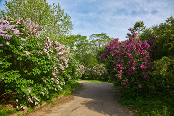 Fototapeta na wymiar delightful lilac alley in the botanical garden.