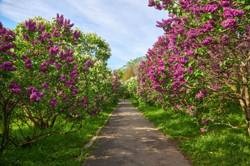 Lilac alley leading to Vydubichi monastery in Hryshko National Botanical Garden with Left bank view, Kiyv