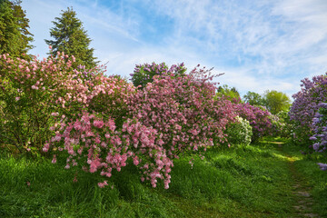 delightful lilac alley in the botanical garden.