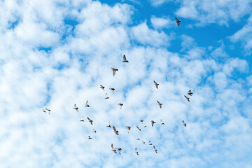 Flock of pigeons flying across the blue sky on sunny autumn day