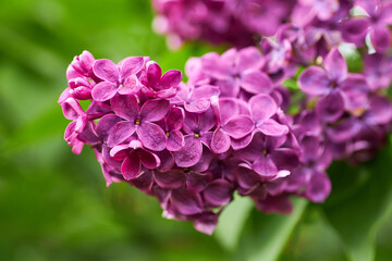 beautiful lilac flowers branch on a green background, natural spring background, soft selective focus.