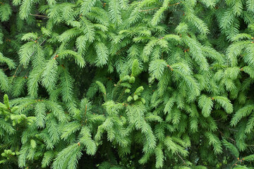 Spruce branch background