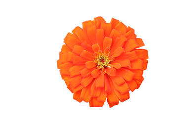 Zinnias flower isolated on transparent background png file