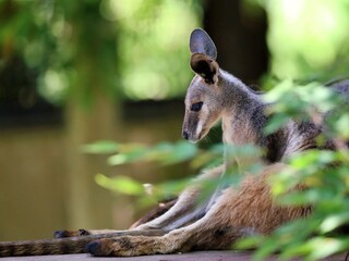 緑の中で休むシマオイワワラビー