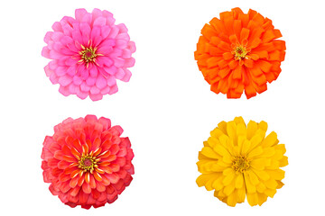 Zinnias flower isolated on transparent background png file