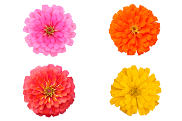 Zinnias flower isolated on transparent background png file