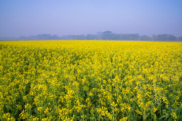 Beautiful Yellow Blooming rapeseed flower in the field natural Landscape view