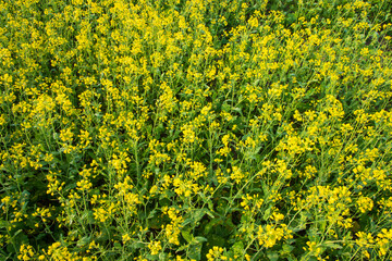 Beautiful Yellow Blooming rapeseed flower in the field natural Landscape view
