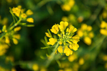 Close-up Focus A Beautiful  Blooming  Yellow rapeseed flower  with blurry background