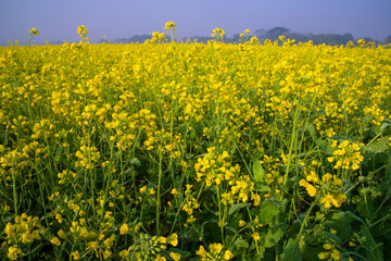 Fototapeta premium Beautiful Yellow Blooming rapeseed flower in the field natural Landscape view