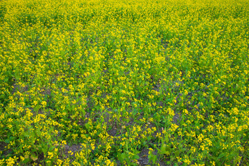 Beautiful Yellow Blooming rapeseed flower in the field natural Landscape view