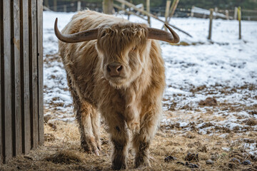 scottish highland cow