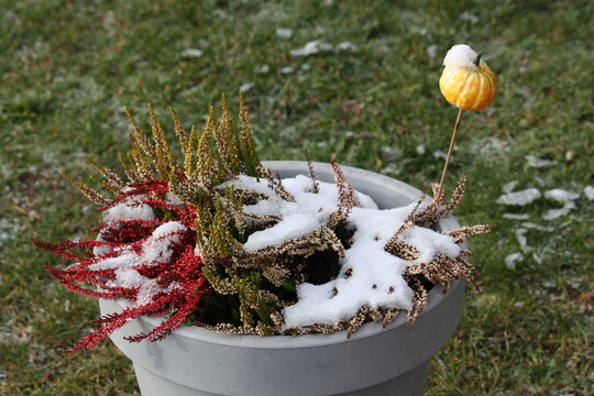 Rote, mit schneebedeckte Winterheide und Kürbis Deko im Pflanzkübel