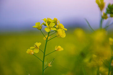 Fototapeta premium Close-up Focus A Beautiful Blooming Yellow rapeseed flower with blurry background