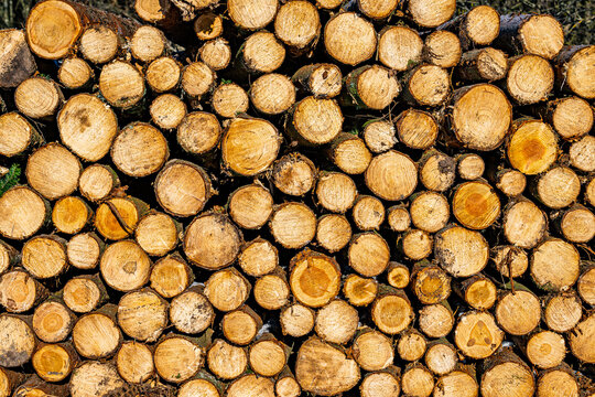Holz Strukturen Baumstämme