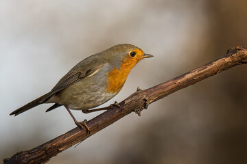 European robin
Erithacus rubecula