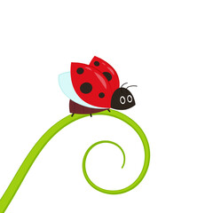 Ladybug on leaf. wallpaper. free space for text. background. symbol. ladybug on white background.