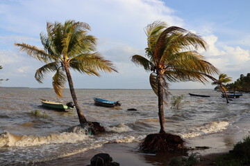 Galibi, Suriname. 23-10-2022. The surf at the hotel. The palm trees almost wash into the sea due to the erosion.